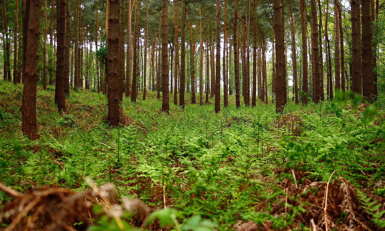 Carbon Offsetting By Planting Forests