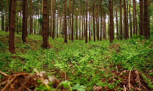 Carbon Neutral? Plant Forests